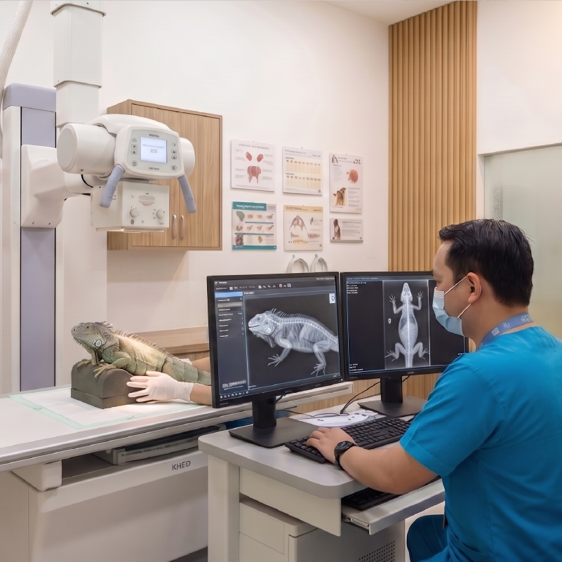 X-Ray Digital Reptil