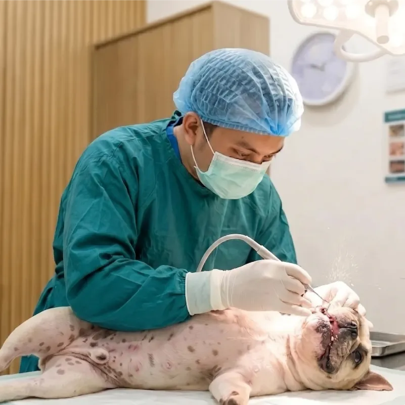 Dental Scaling
