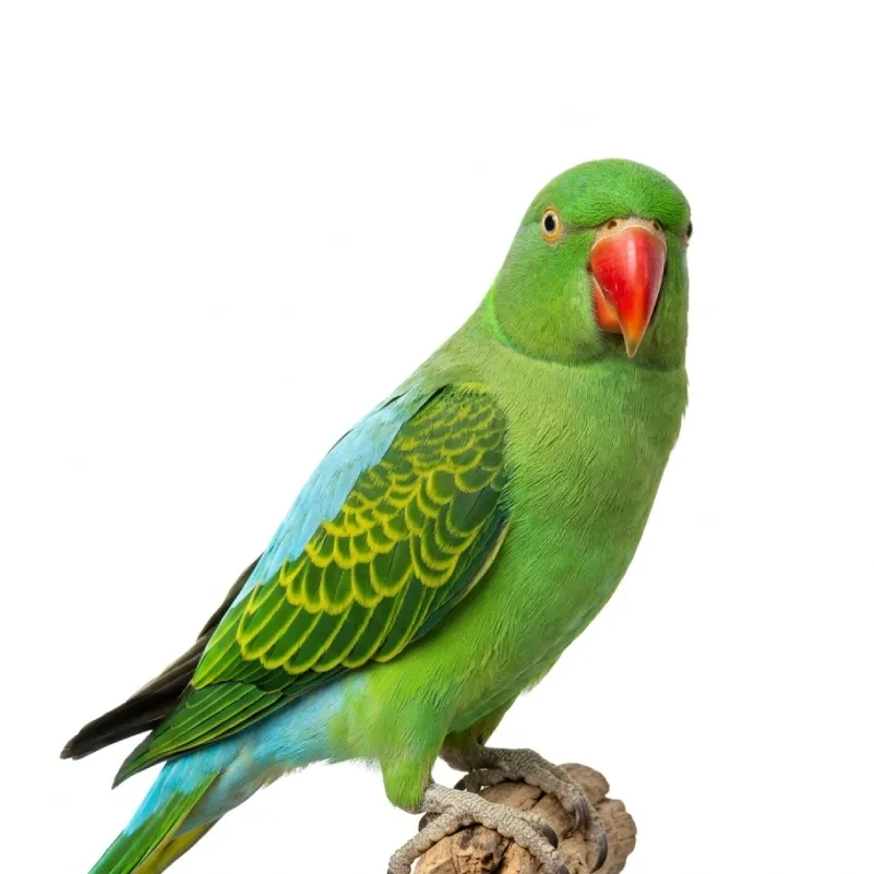 Betet