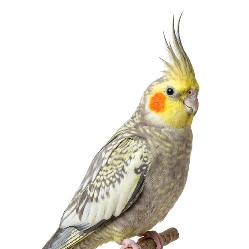 Cockatiel