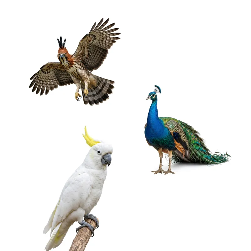 Burung eksotis lainnya