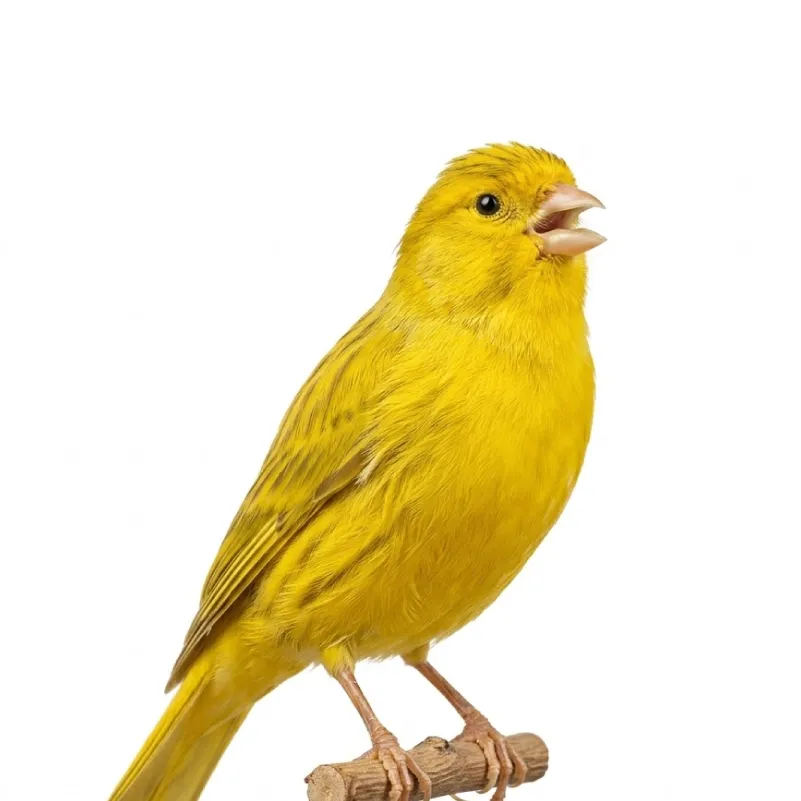 Kenari