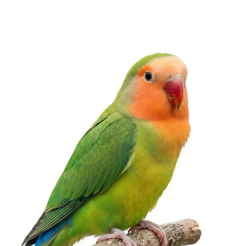 Lovebird