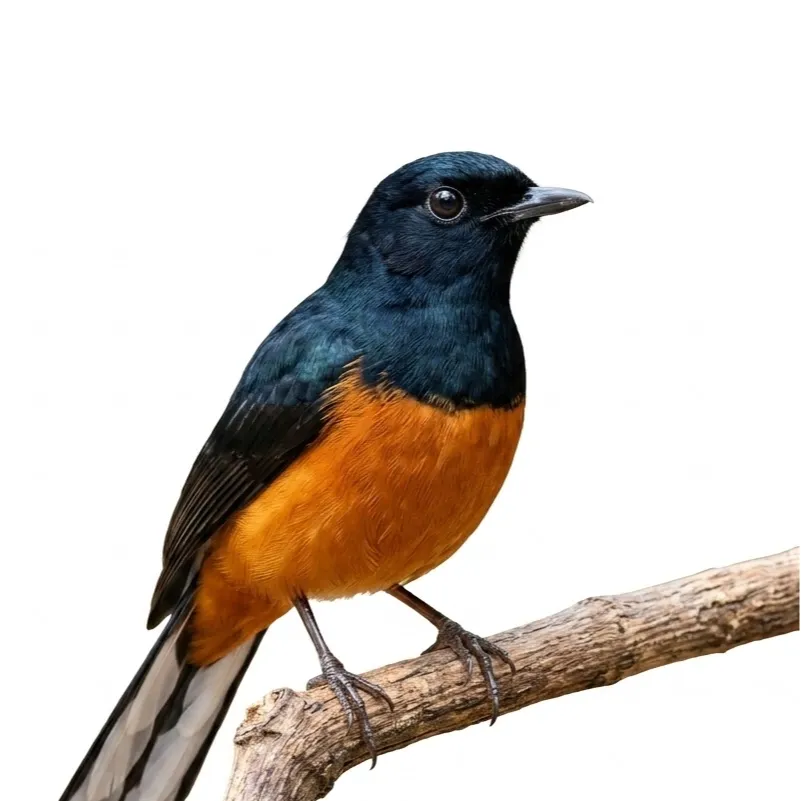Murai