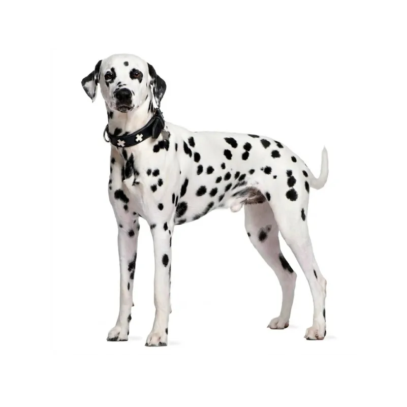 Dalmatian
