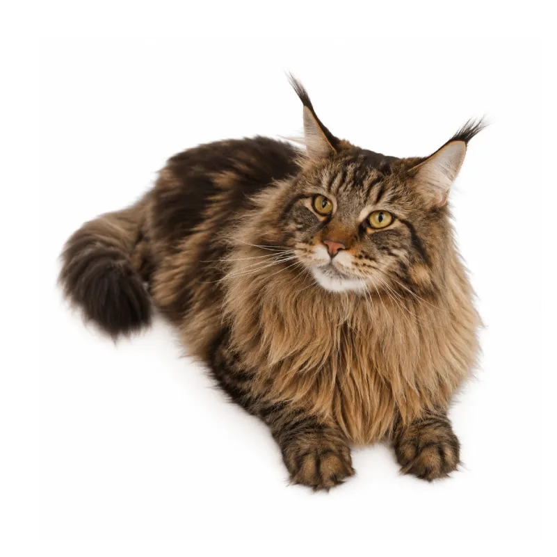 Maine Coon