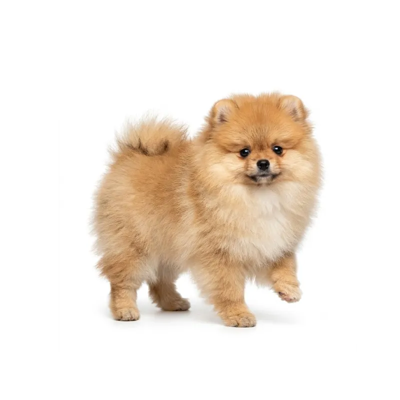 Pomeranian