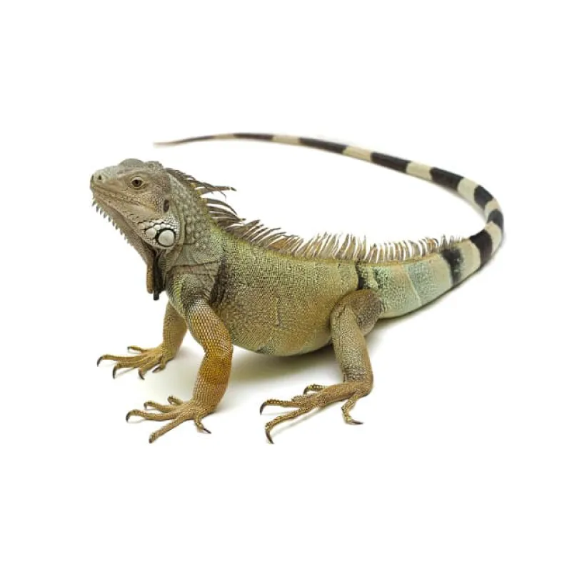 Bearded Dragon