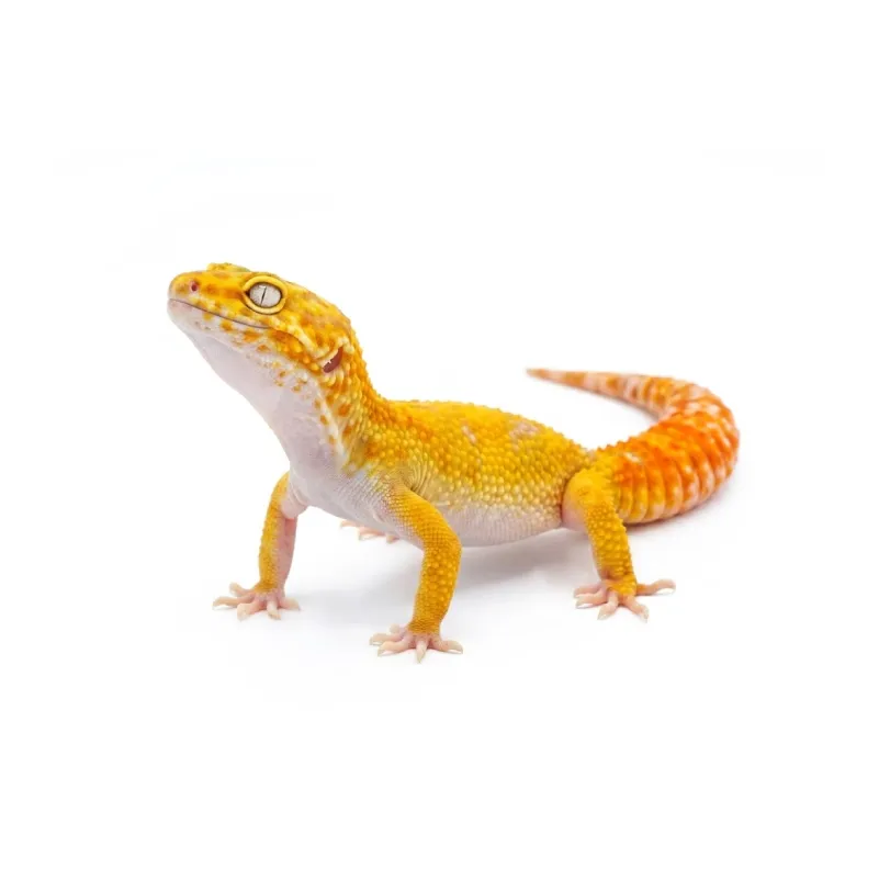 Gecko