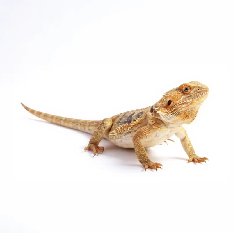 Iguana