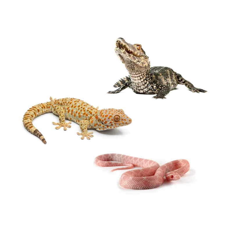Reptil eksotis lainnya