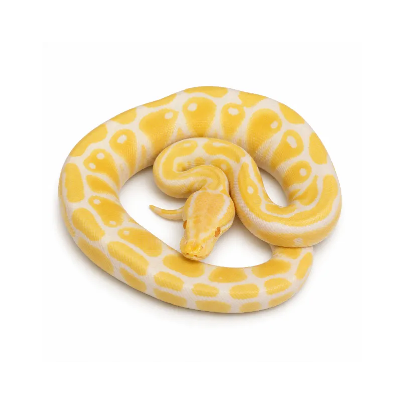 Python