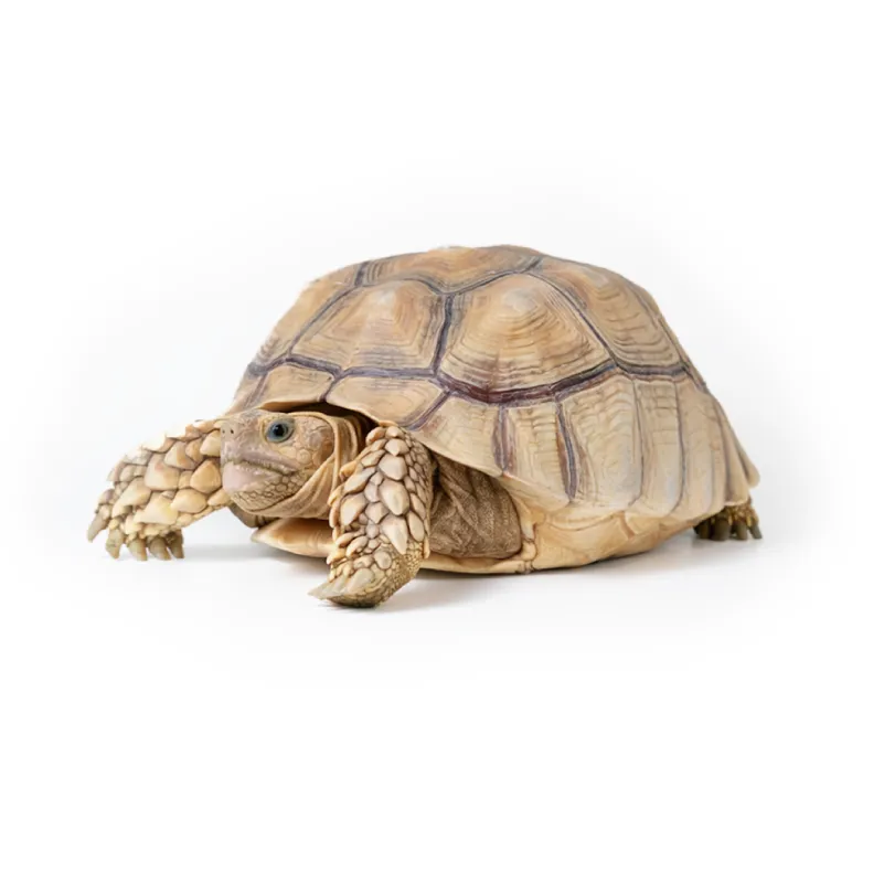 Sulcata