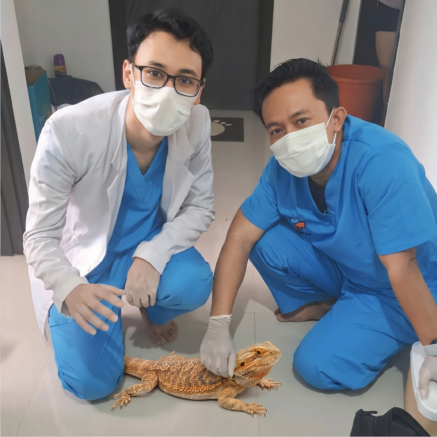 Pak Budi & Bearded Dragon peliharaan