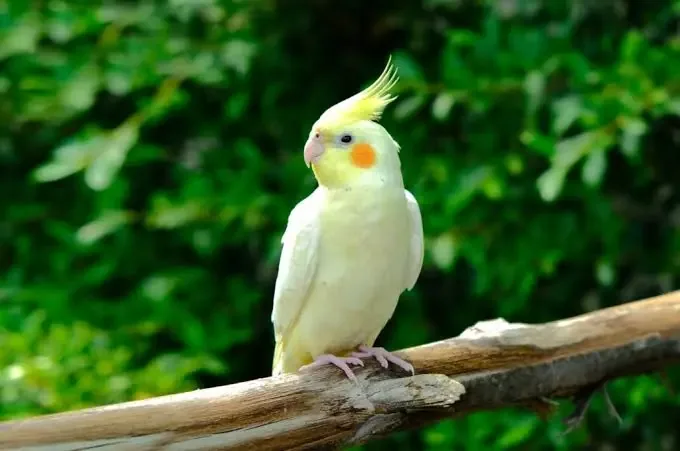 Pak Reza & Kanopi si cockatiel
