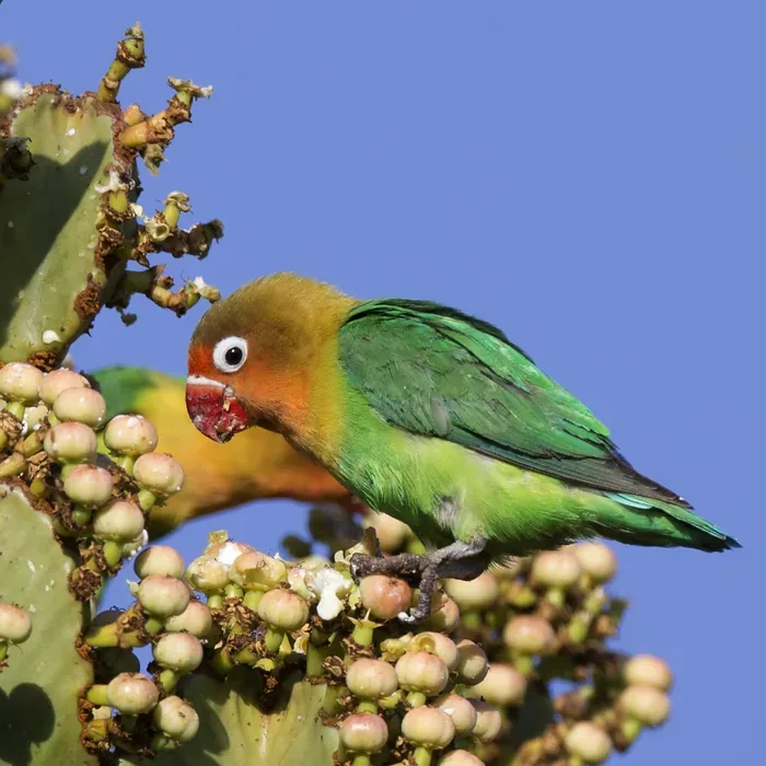 Bu Anita & Pipo si lovebird