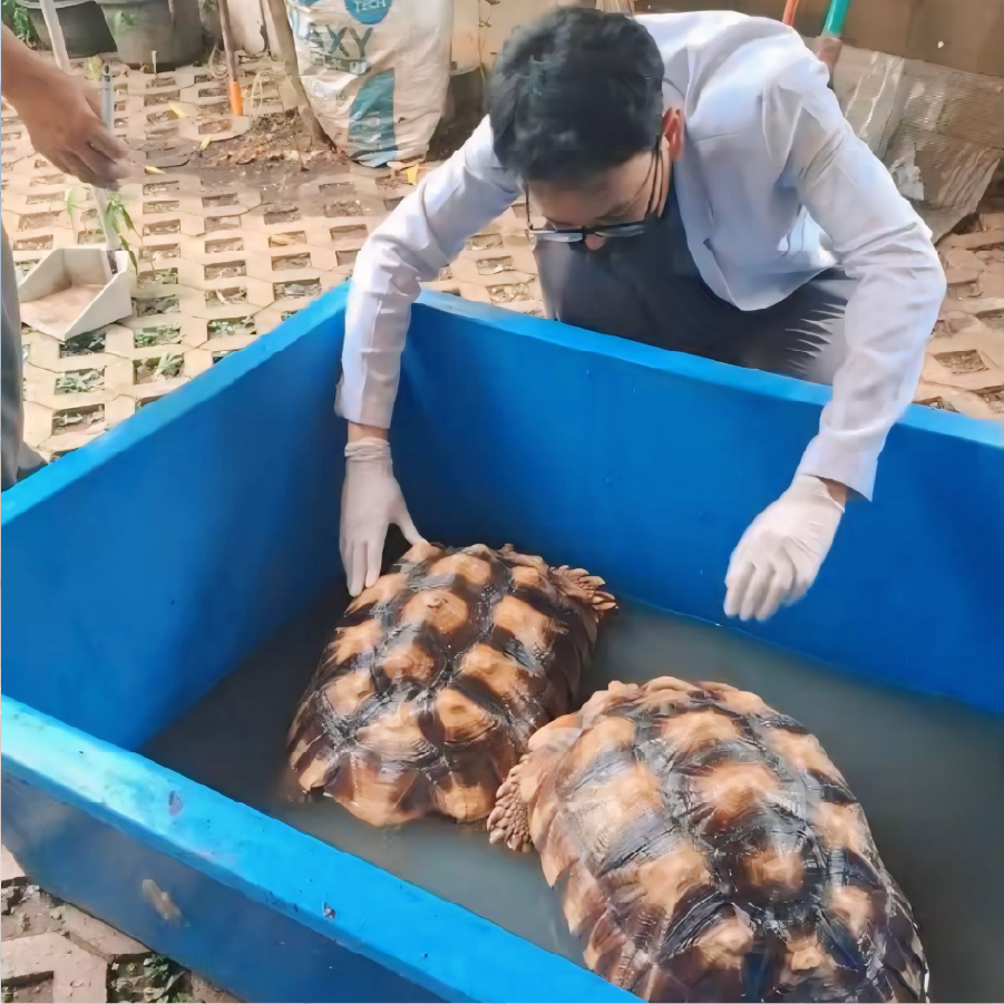 Pak Hendra & Bongki si sulcata