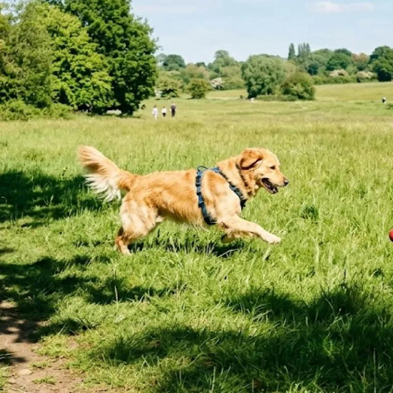 Pak Yoga & Bruno si Golden Retriever