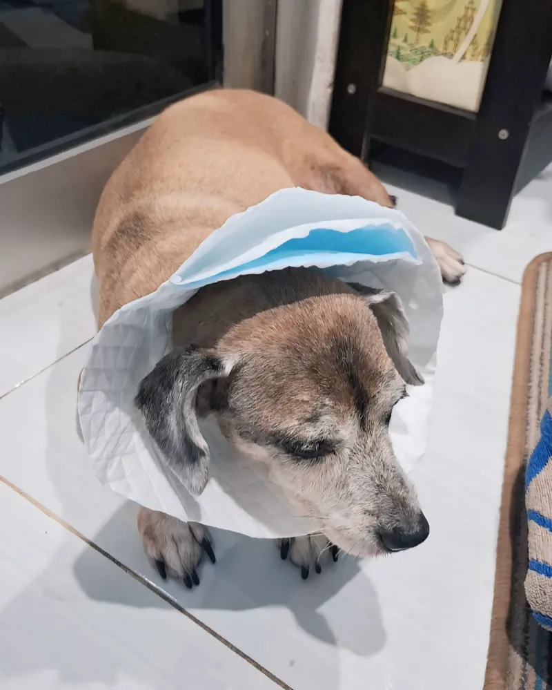 dokumentasi-paravet-home-visit-05