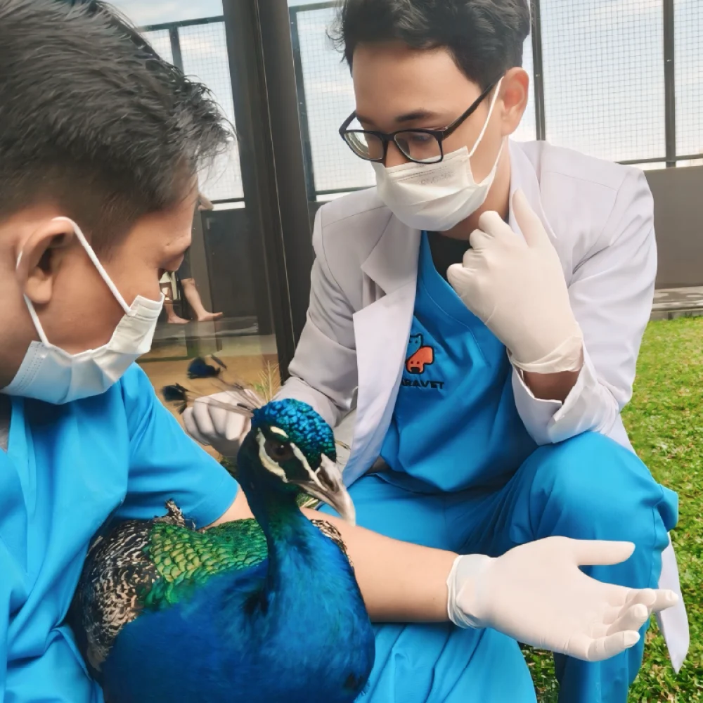 dokumentasi-paravet-services-exotic