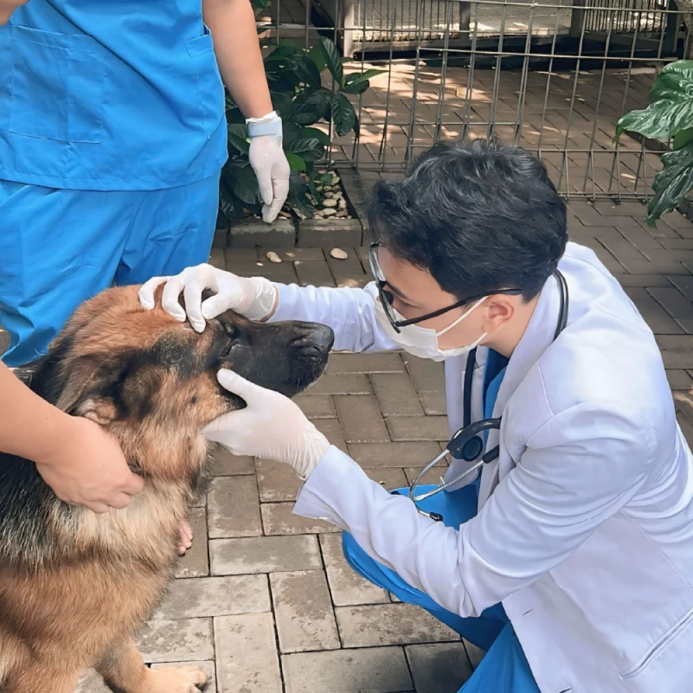 dokumentasi-paravet-services-home -isit