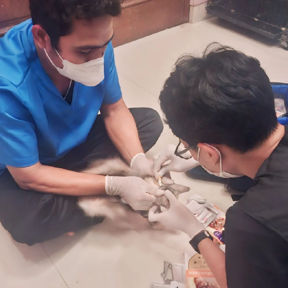 dokumentasi-paravet-services-vaccine placeholder